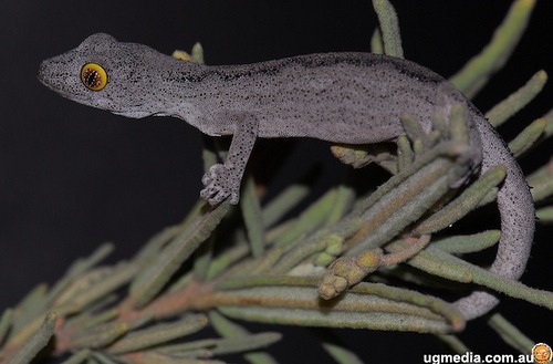 soft spiny-tailed gecko (Strophurus spinigerus)