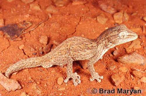 Mount Augustus spiny-tailed gecko (Strophurus wilsoni)