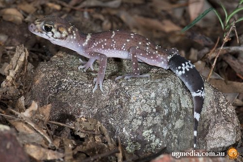 thick-tailed gecko (Underwoodisaurus milii)