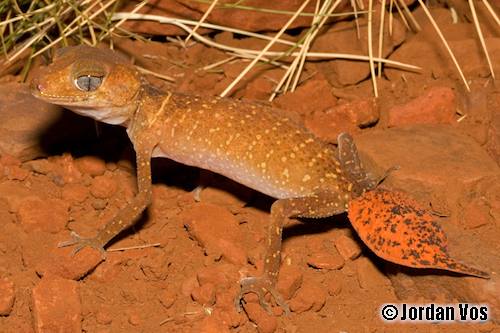 Pilbara barking gecko (Underwoodisaurus seorsus)