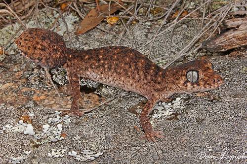 New England Tableland thick-tailed gecko (Uvidicolus sphyrurus)