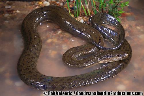 Macleay's water snake (Pseudoferania polylepis)