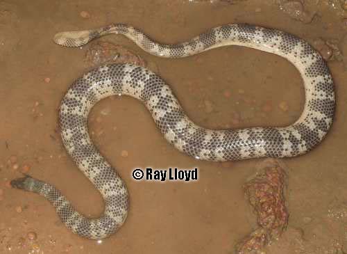 horned sea snake (Acalyptophis peronii)
