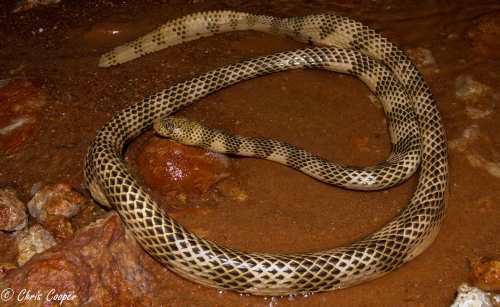Dubois' sea snake (Aipysurus duboisii)