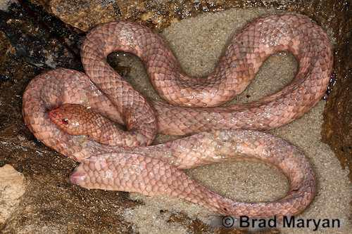 leaf-scaled sea snake (Aipysurus foliosquama)