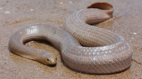 olive sea snake (Aipysurus laevis)