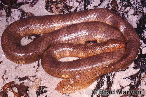 Shark Bay sea snake (Aipysurus pooleorum)
