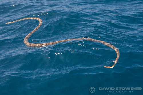 Stokes' sea snake (Astrotia stokesii)