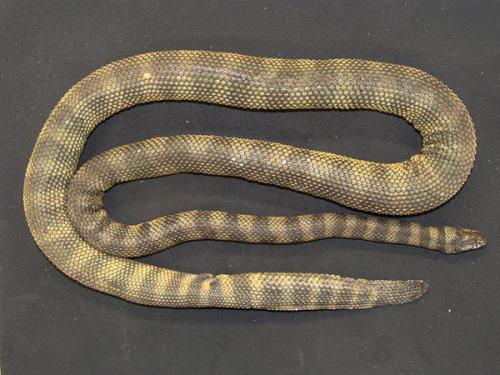 rough-scaled sea snake (Hydrophis donaldi)