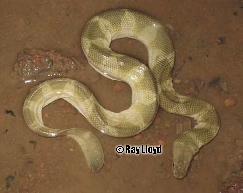 spine-bellied sea snake (Lapemis curtus)