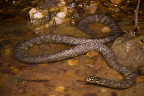 northern mangrove snake (Parahydrophis mertoni)