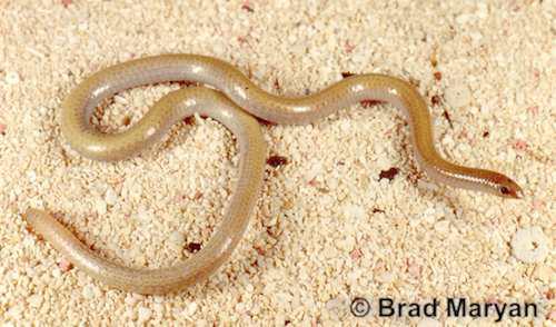 Batavia Coast worm lizard (Aprasia clairae)