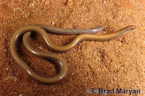 Gnaraloo worm-lizard (Aprasia litorea)