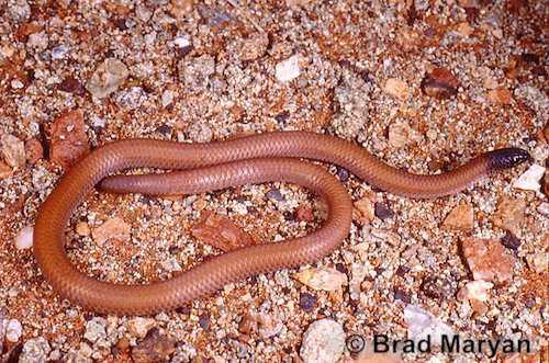 black-headed worm-lizard (Aprasia picturata)