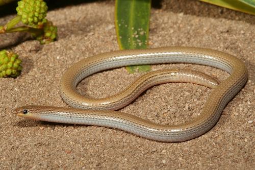 sand-plain worm-lizard (Aprasia repens)