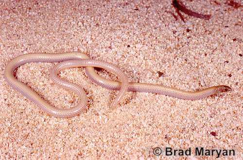 Ningaloo worm-lizard (Aprasia rostrata)