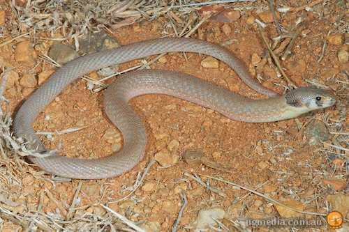 eastern hooded scaly-foot (Pygopus schraderi)