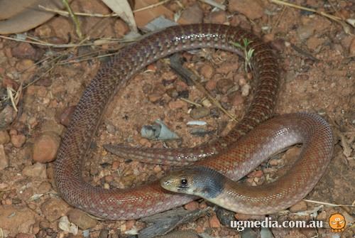 northern hooded scaly-foot (Pygopus steelescotti)