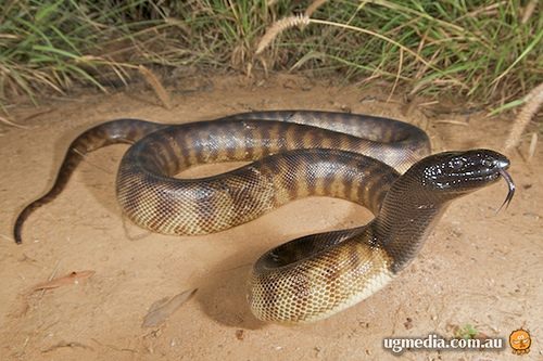 black-headed python (Aspidites melanocephalus)