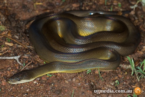 water python (Liasis fuscus)