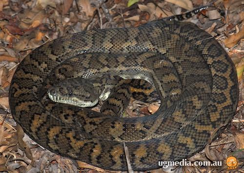 carpet python (Morelia spilota)