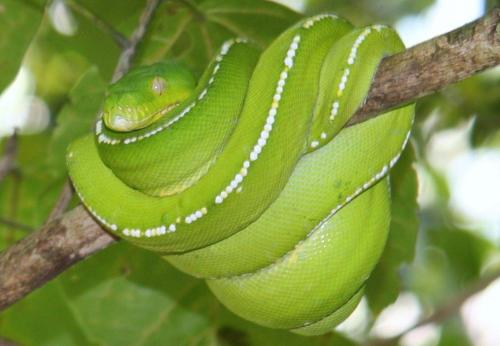 green python (Morelia viridis)