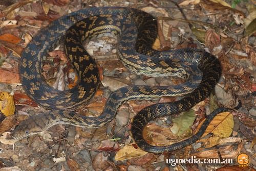 scrub python (Simalia kinghorni)