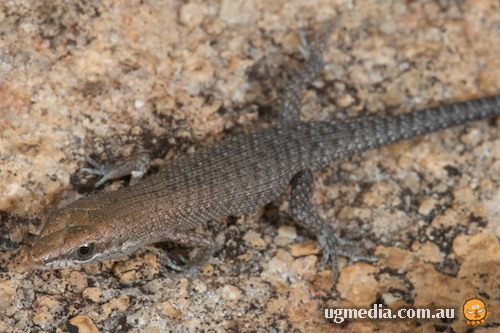 two-spined rainbow-skink (Carlia amax)