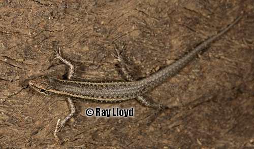 noble snake-eyed skink (Cryptoblepharus exochus)