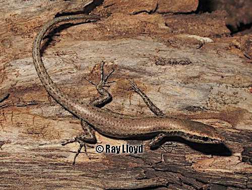 pygmy snake-eyed skink (Cryptoblepharus tytthos)