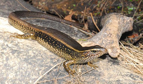eastern water-skink (Eulamprus quoyii)