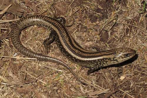 eastern mourning skink (Lissolepis coventryi)
