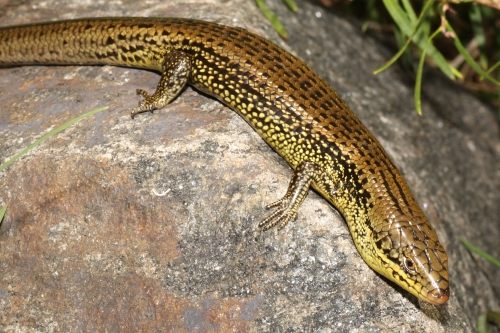 western mourning skink (Lissolepis luctuosa)