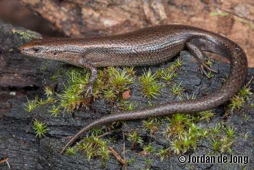 southern forest cool-skink (Niveoscincus coventryi)