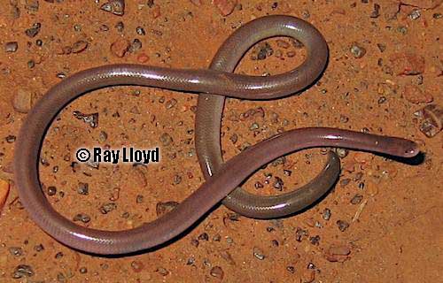 sand-diving blind snake (Anilios ammodytes)