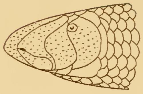shovel-snouted blind snake (Anilios batillus)