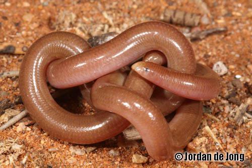 centralian blind snake (Anilios centralis)