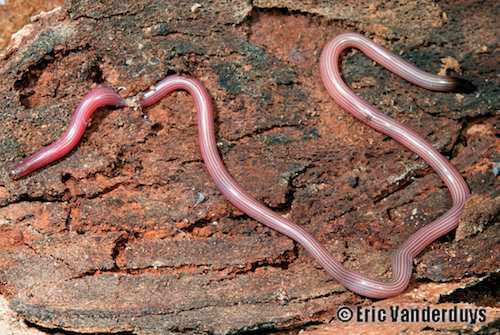 Cape York striped blind snake (Anilios chamodracaena)