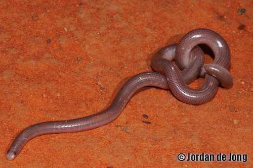 interior blind snake (Anilios endoterus)