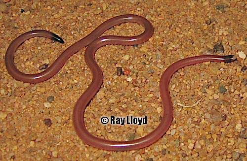 long-beaked blind snake (Anilios grypus)