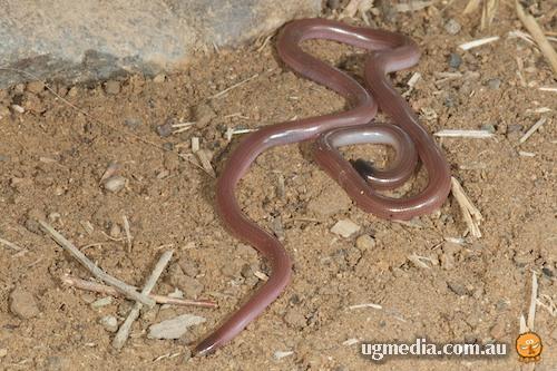 Top End blind snake (Anilios guentheri)