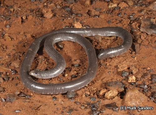 pale-headed blind snake (Anilios hamatus)