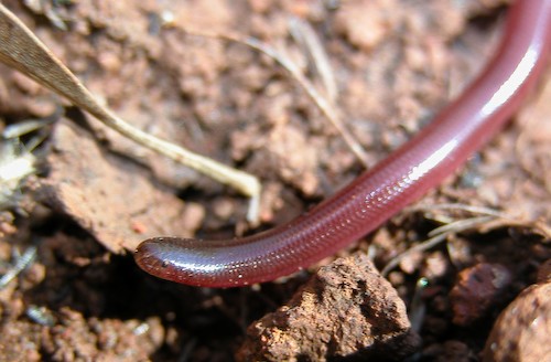 Kimberley deep-soil blind snake (Anilios howi)