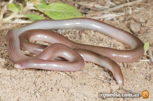 Kimberley shallow-soil blind snake (Anilios kimberleyensis)