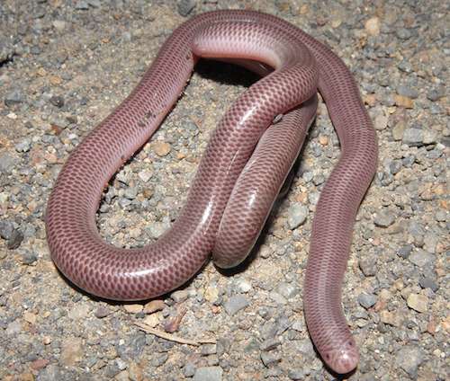 blackish blind snake (Anilios nigrescens)
