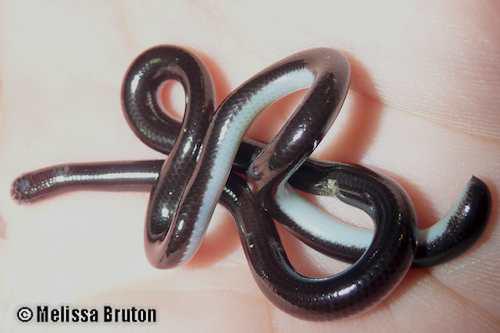 Cooloola blind snake (Anilios silvia)