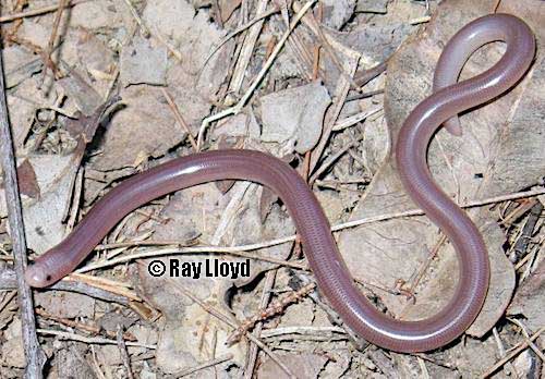 north-eastern blind snake (Anilios torresianus)