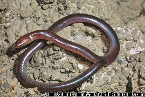 Darwin blind snake (Anilios tovelli)