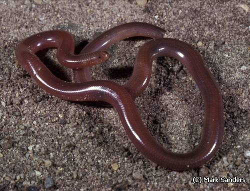 brown-snouted blind snake (Anilios wiedii)