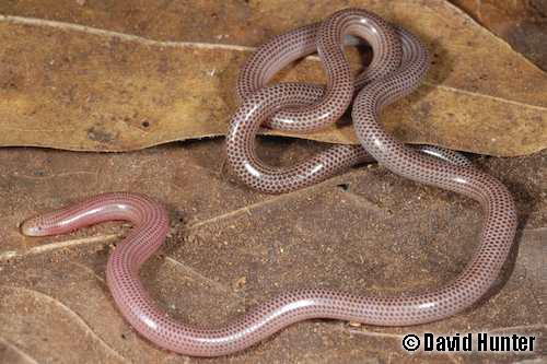 Christmas Island blind snake (Ramphotyphlops exocoeti)